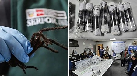 Bug smuggler found with over 300 tarantulas strapped to body