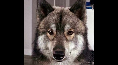 Officer kills pet dog mistaken for a coyote in Massachusetts town. The owner says it was unnecessary