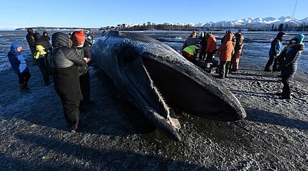 A 47-foot-long whale carcass captivates an Alaskan city