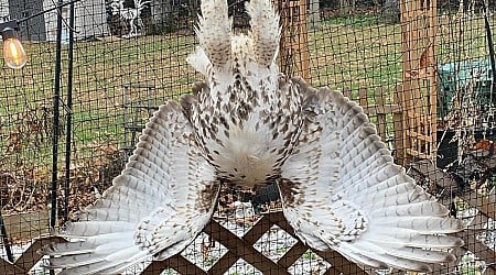 Hawk swoops toward chicken coop, gets caught in netting