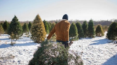 The 15 States That Produce the Most Christmas Trees