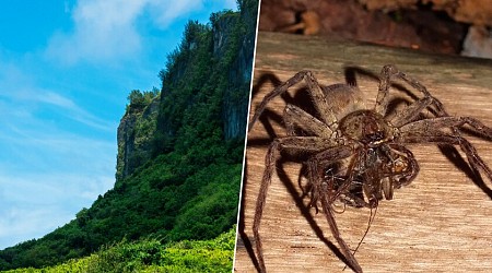 En 1940 una criatura se coló en una isla de EEUU y devoró todo. Hoy conviven solas dos de las especies más temidas por los humanos