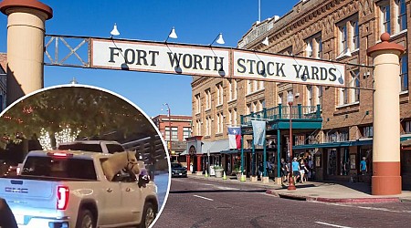 Horse rides in backseat of pickup truck in Texas city, shocking onlookers: video