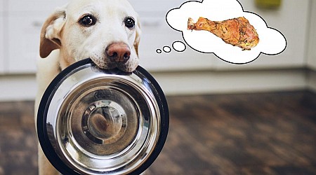 Is It Safe for Minnesota Dogs to Eat Thanksgiving Turkey?