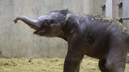 St. Louis Zoo announces birth of baby Asian elephant