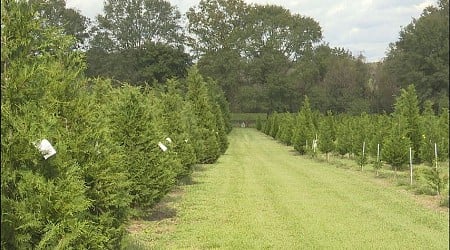 Louisiana Christmas tree farm ready for holiday rush after drought recovery