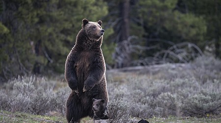 The vehicle collision death of a famous Wyoming grizzly bear was an accident, authorities say