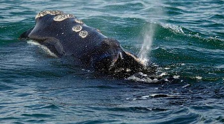 First right whales of season gorge on critical food off Massachusetts, giving hope for a strong year