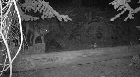 Gray Wolves Seen on Camera in California National Park For First Time in 100 Years