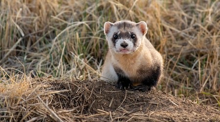 Arizona Takes Action To Save Endangered Ferrets From Extinction