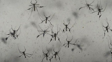 Texas reports first locally transmitted case of dengue fever this year