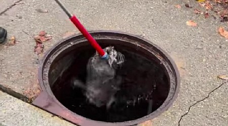 Swimming raccoons rescued from Rhode Island drain