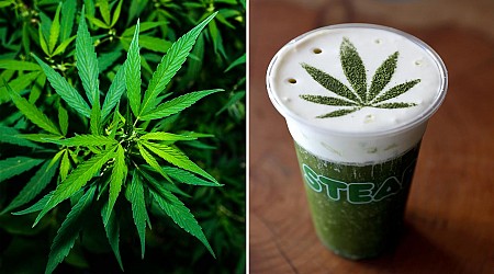 Cannabisgetränke: Ein bisschen Gras im Glas