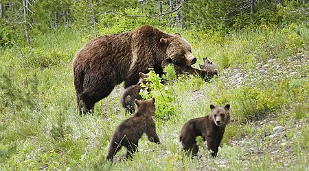 Details emerge after famous mama grizzly killed by car in Wyoming