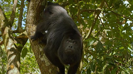 Nature: Howler monkeys in Belize