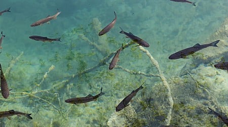 4,000-Year-Old Maya Fish-Trapping Network Found in Belize Supported Early Communities