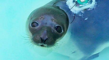 Rare seal rescued in Providence after stress-eating rocks released