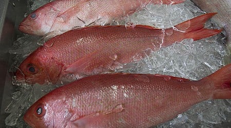 Drug cartel reeling in huge profits with illegal fishing of red snapper in the Gulf of Mexico, U.S. says