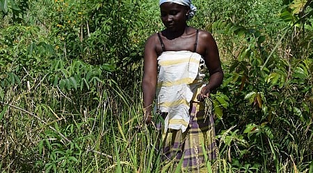 De rijst van de Marrons in Suriname heeft Afrikaanse wortels