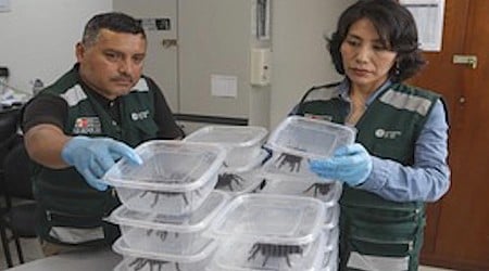 Man caught smuggling tarantulas out of Peru