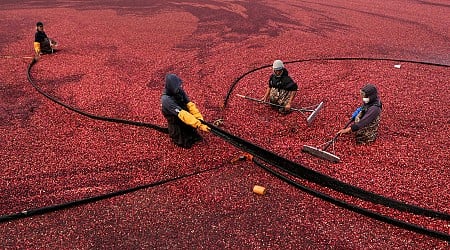 Millions will eat cranberry sauce on Thanksgiving. But where do those cranberries come from?