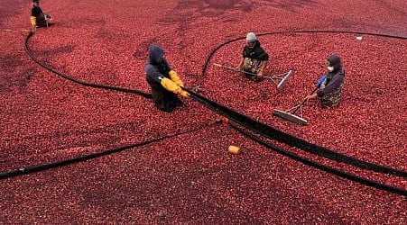 Millions will eat cranberry sauce on Thanksgiving. But where do those cranberries come from?