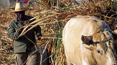 Le Mercosur vu des Antilles françaises : «Nous avons été un laboratoire pour ce type d’accord»