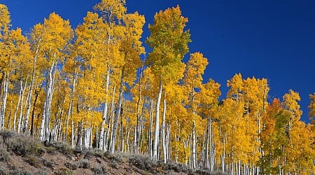 Pando, Earth’s Largest Living Organism, Could be 80,000 Years Old