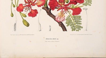 In een Amersfoorts antiquariaat lag een 19de-eeuwse schat op de grond: botanische tekeningen van een vergeten illustratrice