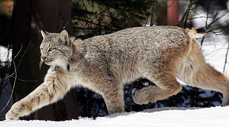 Canada lynx proposed for new habitat protections in US southern Rockies