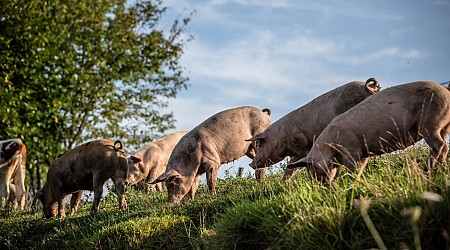 Man Who Received Historic Pig Kidney Transplant Did Not Die From It