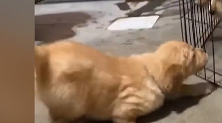 WATCH: ‘Tripod’ puppy doesn't let her missing paw hold her back