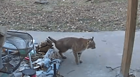 House cat, bobcat have standoff in Cowley County