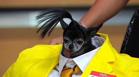 WATCH: NYC dogs show off Halloween costumes