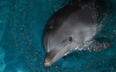 Des dauphins sauvages testés positifs au fentanyl dans le Golfe du Mexique