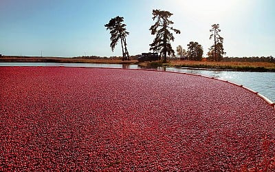 Cranberry Bogs Use Spiders Instead Of Pesticides