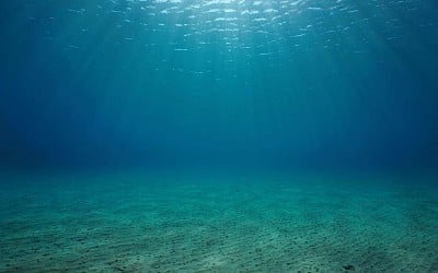 Nova espécie de predador é descoberta nas profundezas do oceano