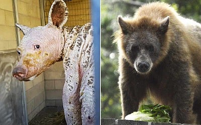 Bald 'Bare Bear' Makes Stunning, Furry Transformation After Her Move to a Texas Sanctuary