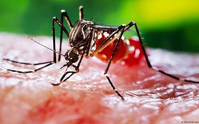 Klimapolitik - Dengue-Fieber: Was hilft und wie schützt man sich?