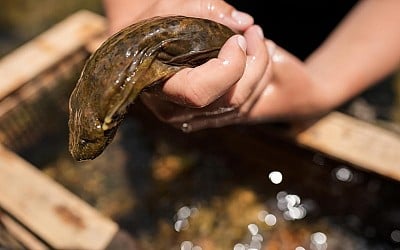 Feds propose protection for giant salamanders devastated by Hurricane Helene