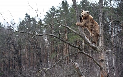 Hunter killed when bear falls out of tree...