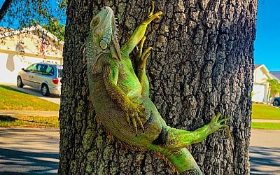 Why do iguanas fall from trees in Florida?