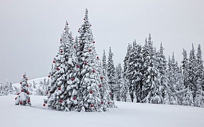 Dreaming of a white Christmas? Snow is likely in these US states according to NOAA climate data