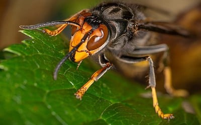 Invasive Murder Hornet Gone From the U.S., Officials Confirm