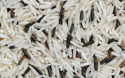 EPA investigating taconite mine for pollution that threatens wild rice