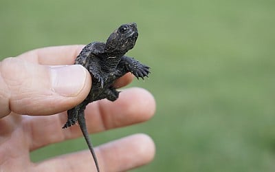 Rare Video of Newborn Snapping Turtles Entering the World Is Too Cute to Resist