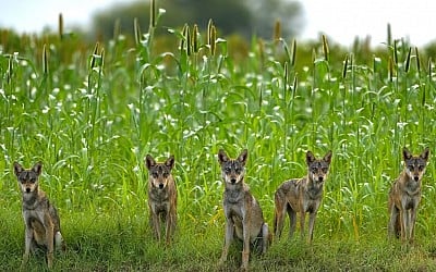 Here Are the 25 Finalists of the 2024 Wildlife Photographer of the Year People’s Choice Award