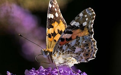 Where Do Butterflies Migrate From? Clues Can Be Found in Pollen on Their Bodies