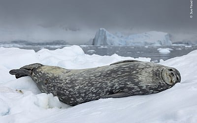 25 enchanting images from the Wildlife Photographer of the Year People’s Choice awards