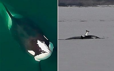 Trendsetting orcas bringing ‘80s fashion back to the Puget Sound: salmon hats